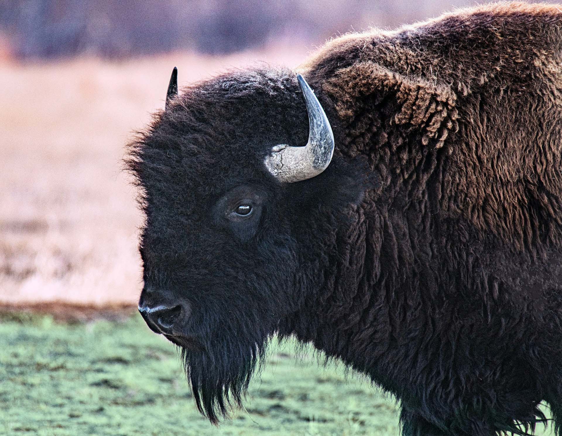 Why the Centre was named Bison